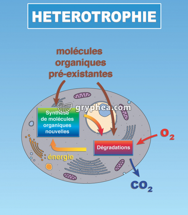 Hétérotrophie schéma - gryphea.com